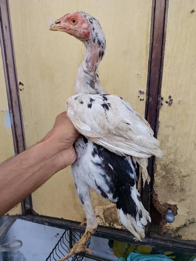 aseel patha urgent for sale aik pice ke price 1800