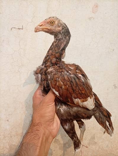Mianwali Aseel female age Almost 4 months