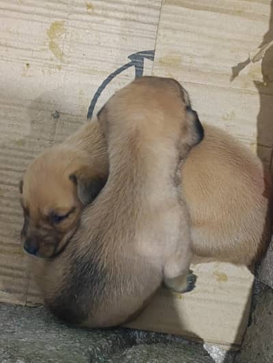 Top Quality Belgian Malinois Puppies Pair Available for Sale!