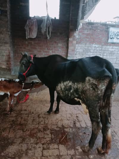 اسلام وعلیکم چولستانی کراس گاے فروخت کے لیے دستیاب ہے جس کو چاہے رابط