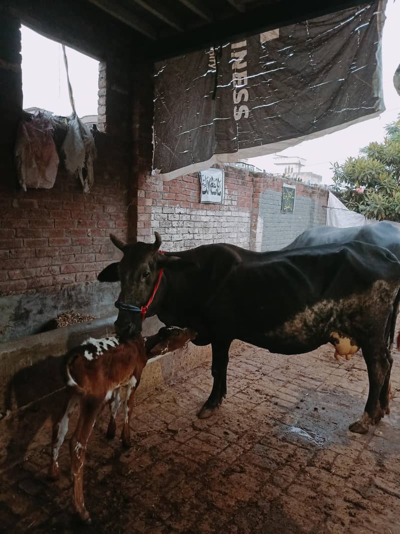 اسلام وعلیکم چولستانی کراس گاے فروخت کے لیے دستیاب ہے جس کو چاہے رابط 1