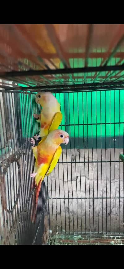 suncheek pair