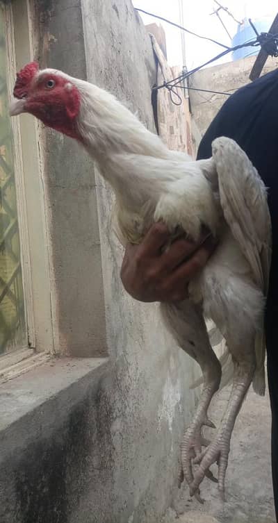 Heera aseel pair