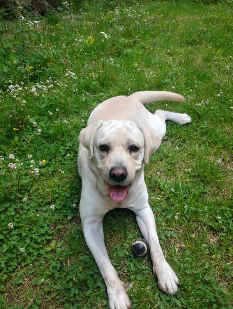 Labrador 3