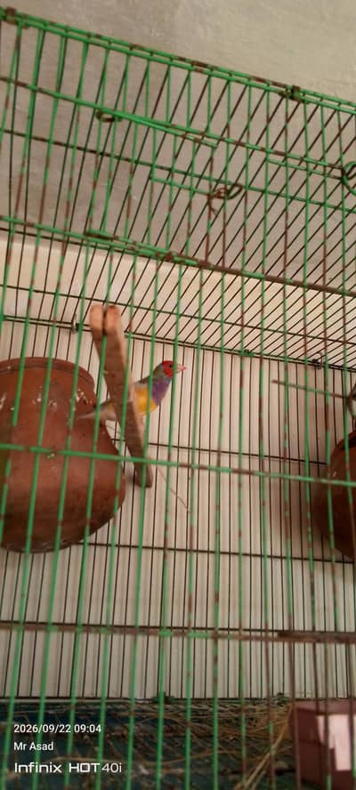 golden finch