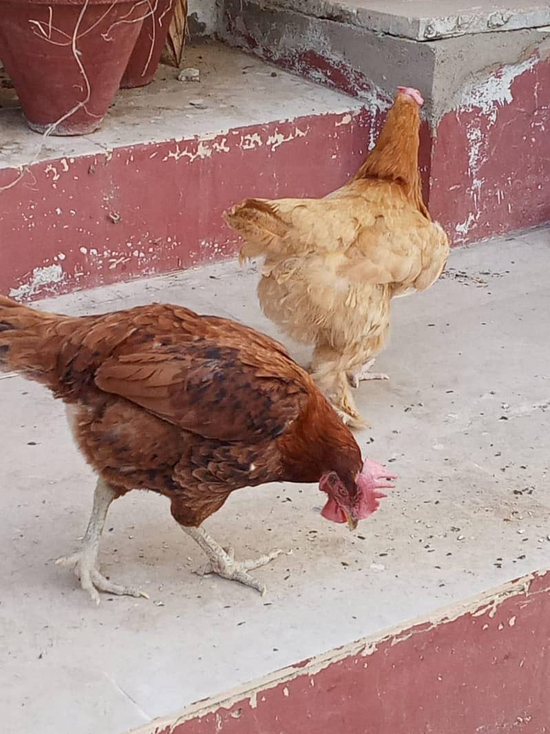 5 hens 0
