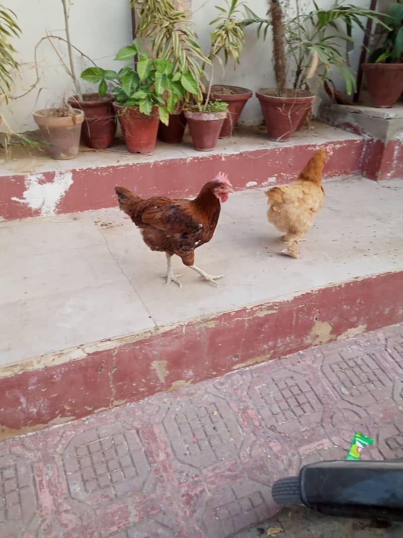 5 hens 1