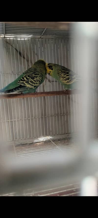 green exhibition pair