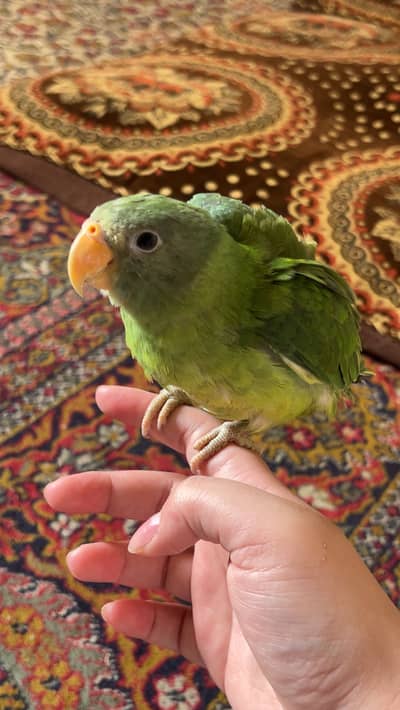 Grey head Green body Parrot