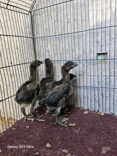 pure imported black dragon aseel chicks