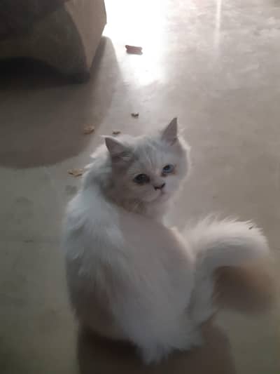 persian cat