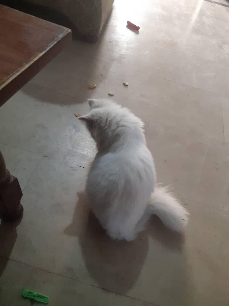 persian cat 1