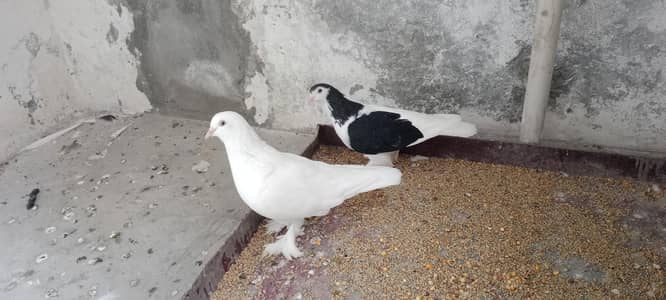 sherazi Pair With Male Chick