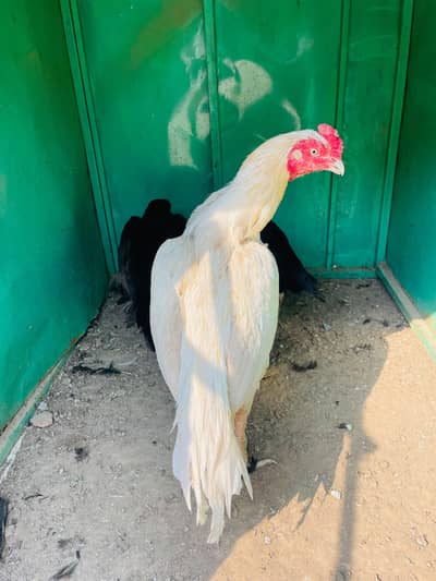 White Heera Pair Miawali