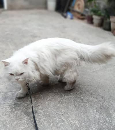 Persian cat Male Triple coat