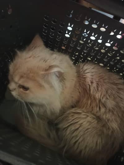 soft percian Male cat