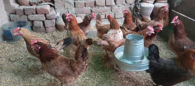 Golden Misri | Misri Hens | Eggs Lying Hens | Misri eggs Lying Hens