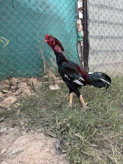 Pure Aseel Murgha For Sale 3 pathay