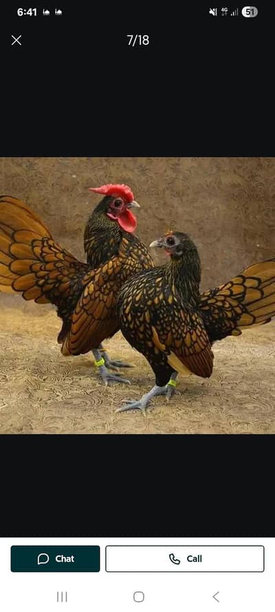 golden sebright  100 fertile eggs