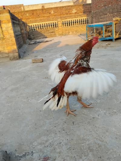 Cheena Pure Aseel Murga and Sleti Murgiya