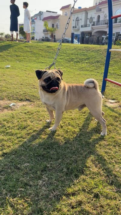 Pug for stud service