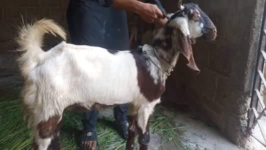 bakrey for sale