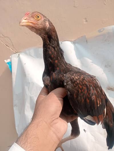 Aseel chicks pair