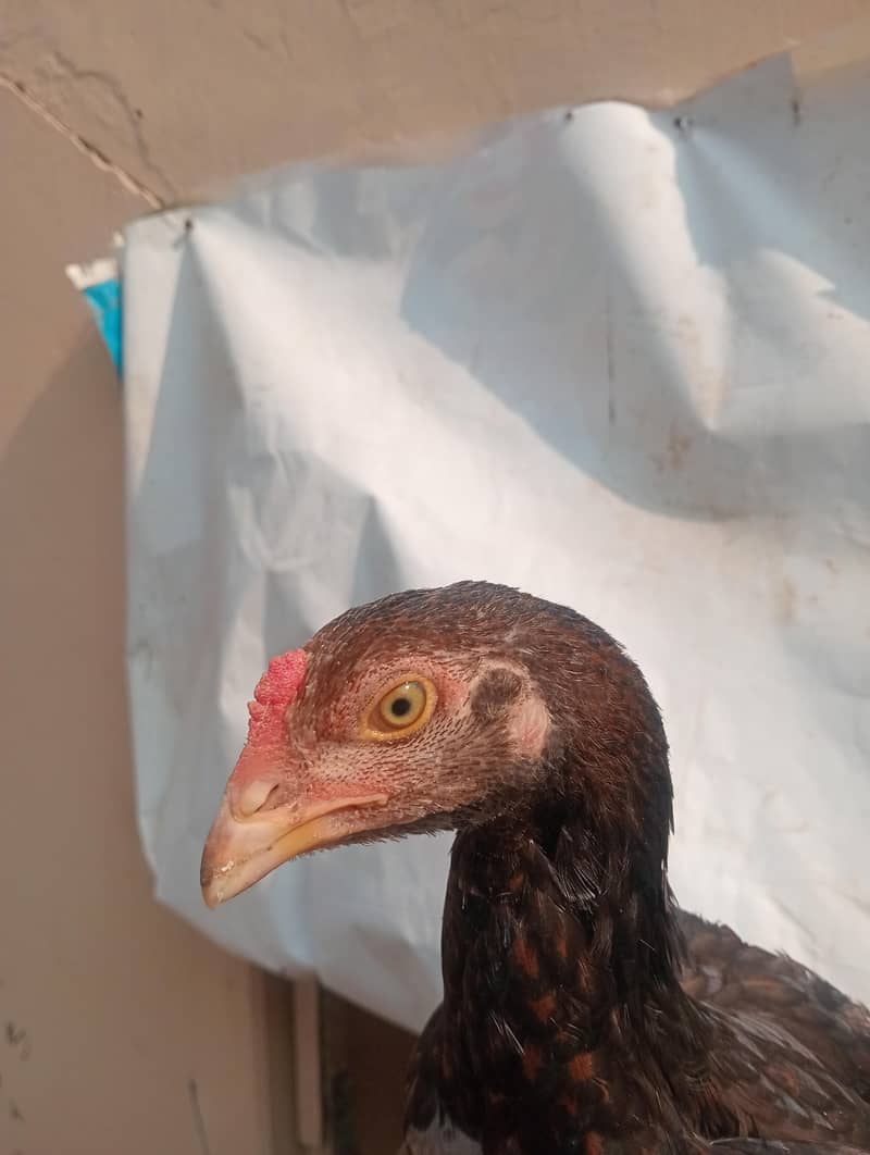 Aseel chicks pair 1