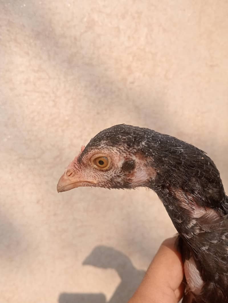 Aseel chicks pair 5