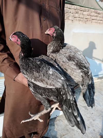 High Quality Aseel Madi || ready to eggs