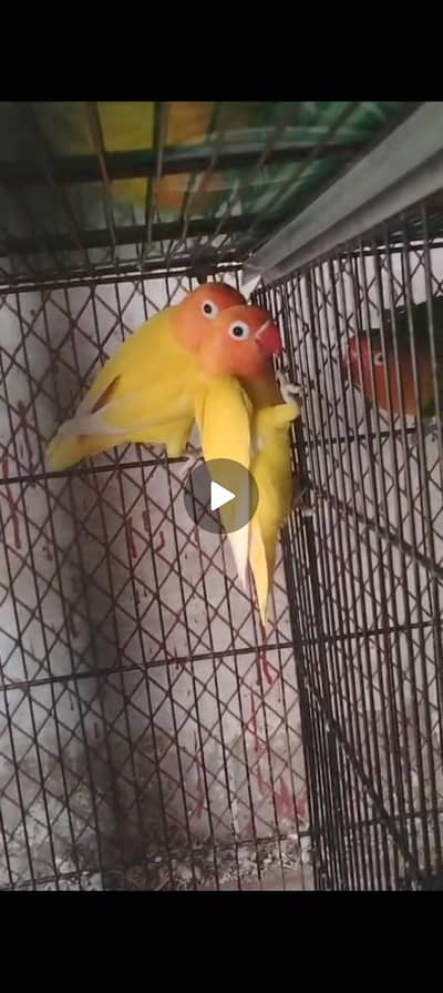 Lutino fisher black eyes split ino split opline breeder pair