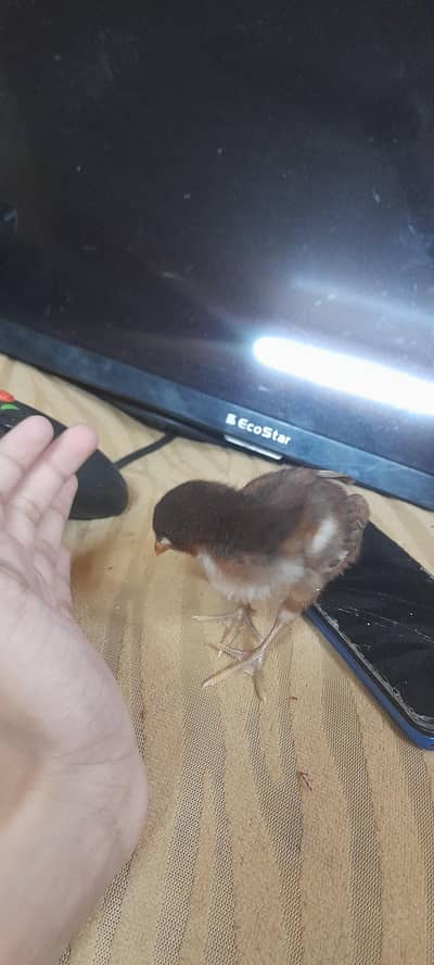 dragon thai chicks for sell very good price urgent sell
