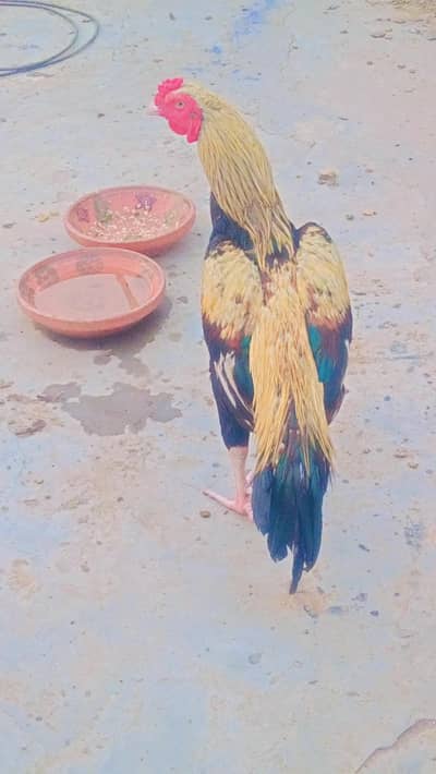 Best Quality Home Breed Jawa Patha