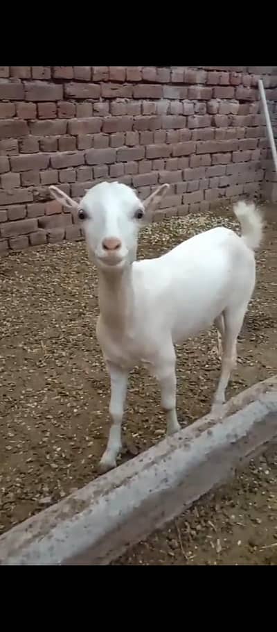 gulabhi tedhy