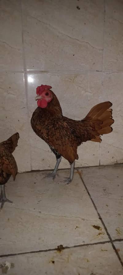 golden sebright  100 % fertile eggs active hens