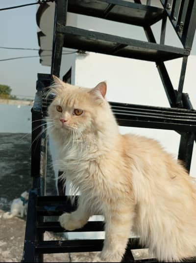 Persian Cat Pair for Sale – Gujrat