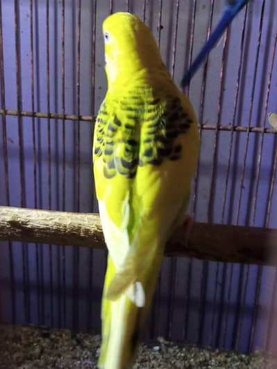 Australian budgie TCB slip jumbo size female available