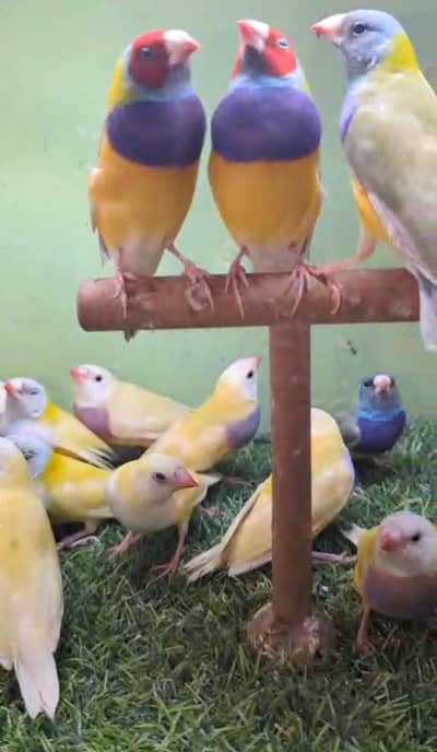 Lutino gouldian finch,Snow White, Half orange finch,Zebra finch