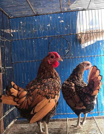Golden Sebright Breeder Pair With Chick