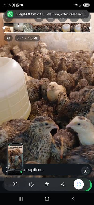 Quail High Quality | Batair In High Quantity Available