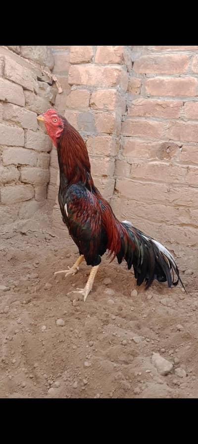 rata aseel mina wali