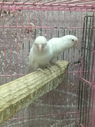 Albino redeyes Lovebirds