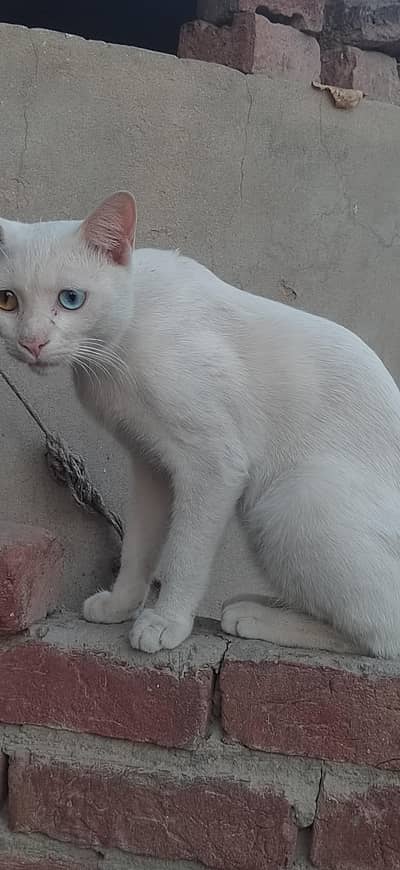 cat for sale