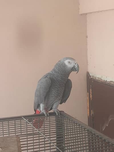African grey
