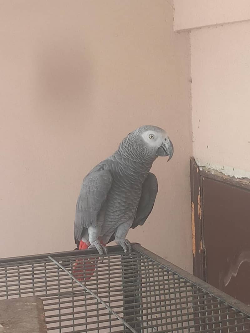 African grey 0