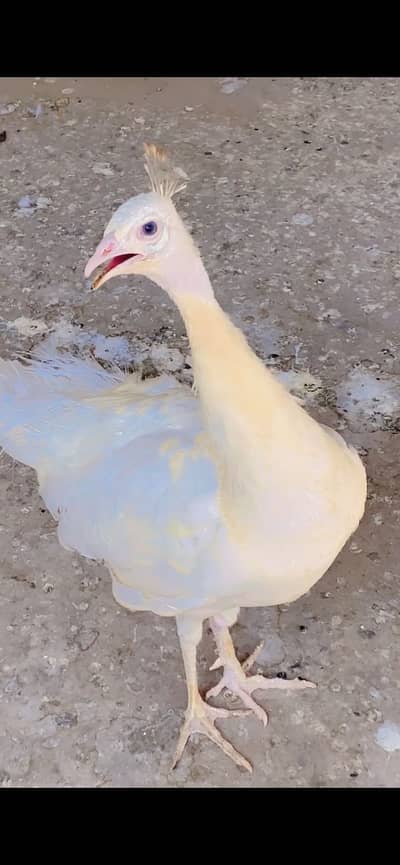 I want to sale my beautiful pet