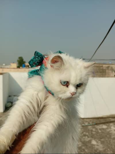 Persian Cat Pair for Sale – Gujrat