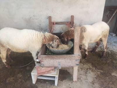 Mundra / 2 male/ 8 month age only call or Whatsapp