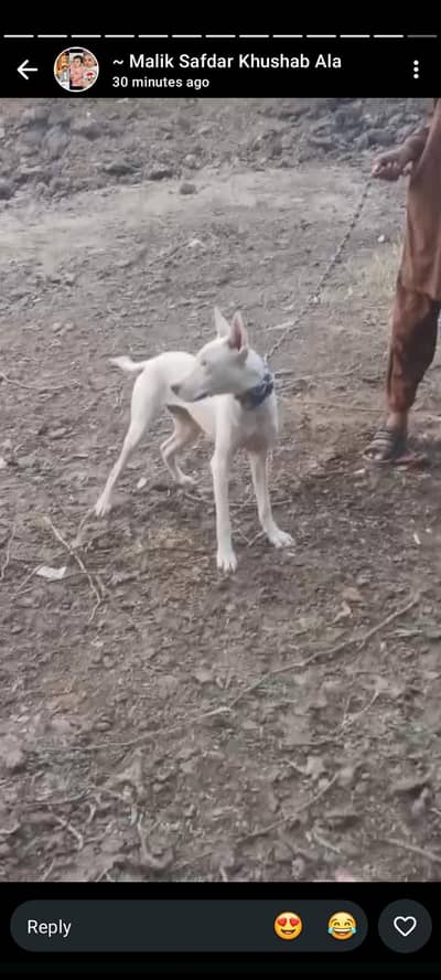Gultair dog for sale and exchange