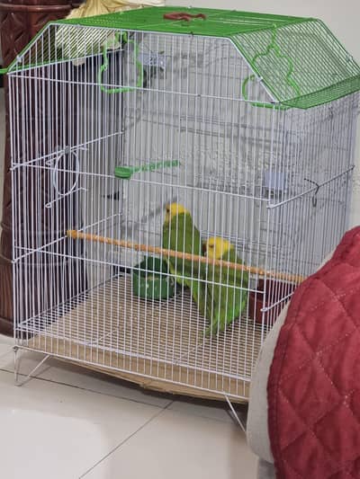 yellow head and green parrot